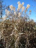 Japanese Cabaret Silver Grass / Miscanthus sinensis 